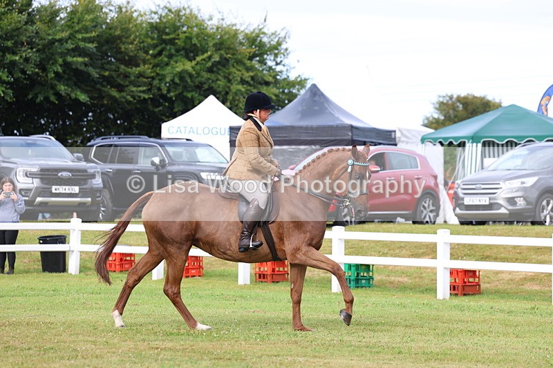 3E7A8020 - Class 2: Rising Star Large Hack/Riding Horse