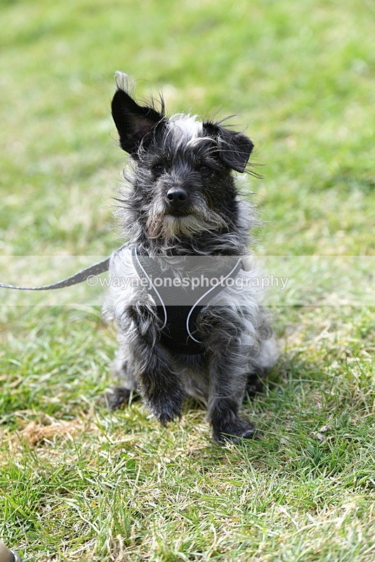 WJ5_0803 - Best in Show Championship