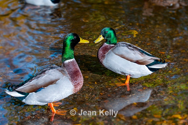 Mallard Ducks - DSC_7663 - Birds