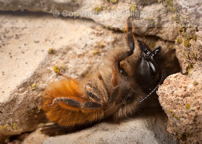 Osmia bicornis (f)