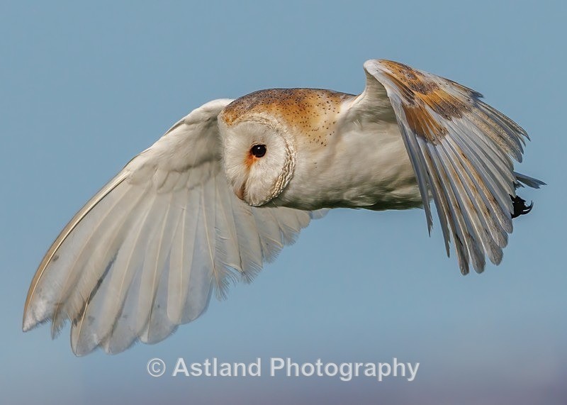Barn Owl - Latest Images