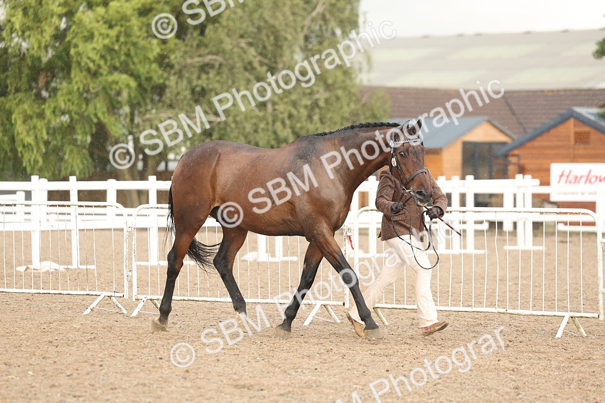 SBM_07752 - Class 27 - IH Competition Horse/Pony