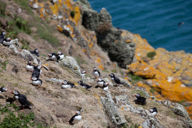 Puffins on Skomer Island in Wales_0093 - Birds, swans and gulls