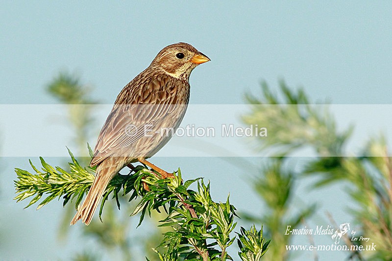 Corn Bunting 081012 - Nature