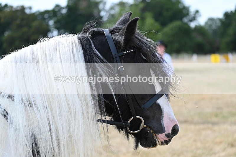 WJ7_7034 - Class 14 Ridden Coloured