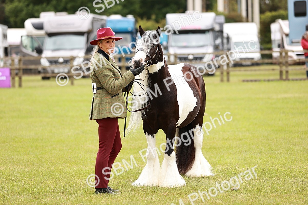 SBM_06068 - Class 39-41 TGCA In Hand and Ridden