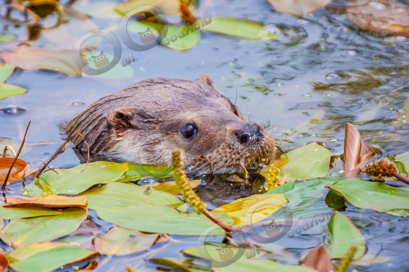 european otter lutra lutra-28 - UK Wildlife