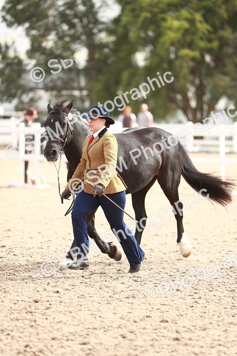 SBM_11905 - Class 206 IH Non Show Type Pony