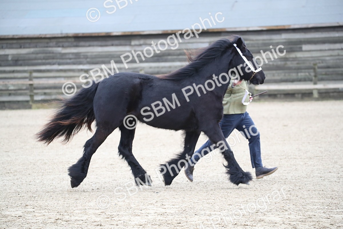 SBM_003976 - Class 1-4 - Young Stock classes Inc. In Hand Championship