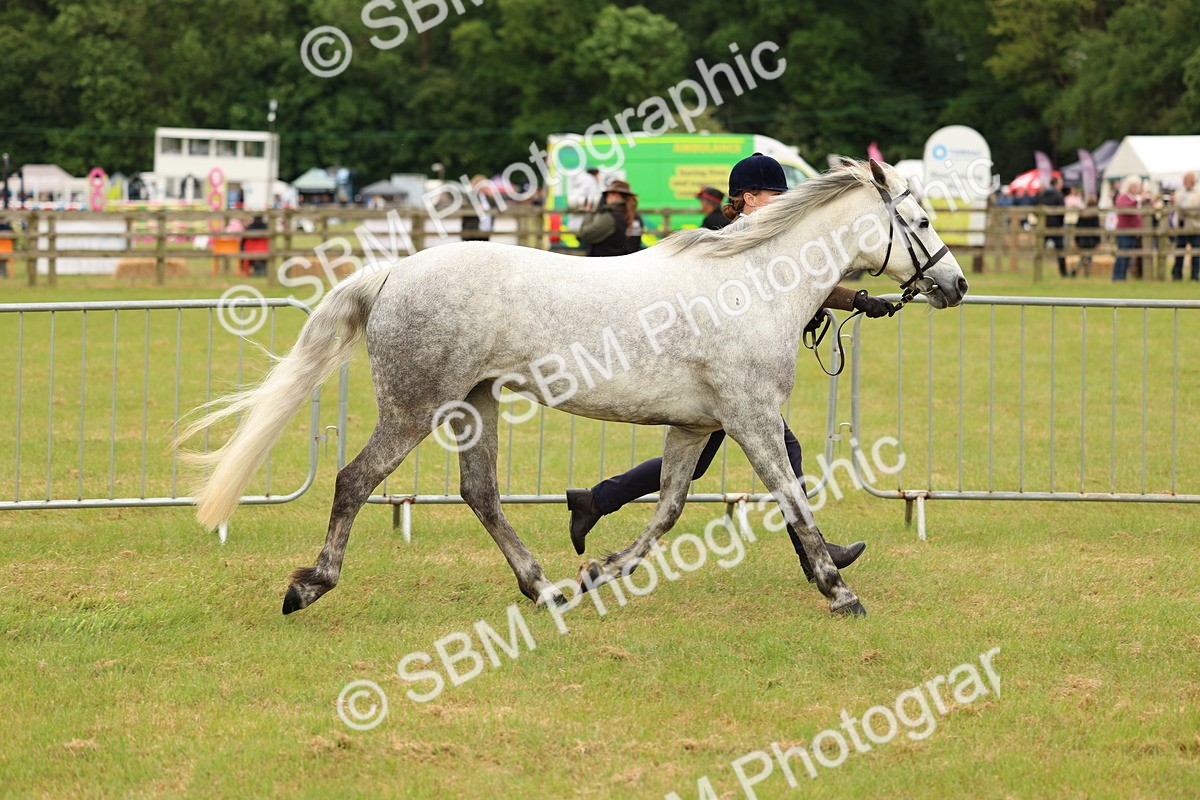 SBM_04183 - Class 64-67 - Shetland Pony In Hand