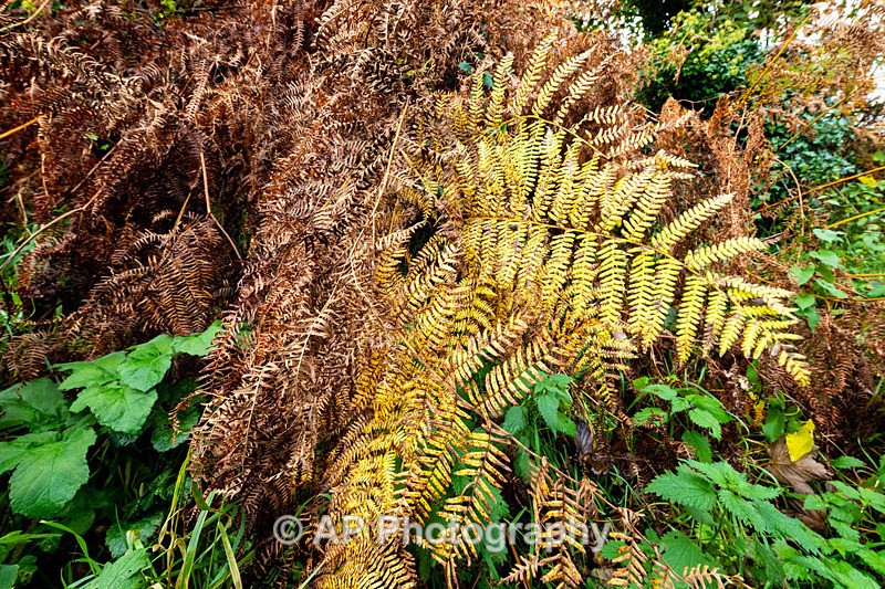 ANT_5628-1 - Autumn Colours