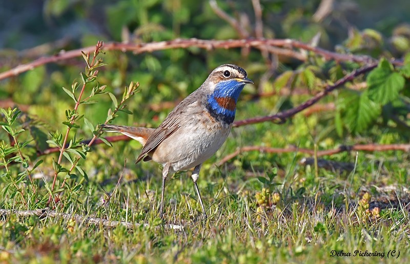 Red-spotted Bluethroat - Birds