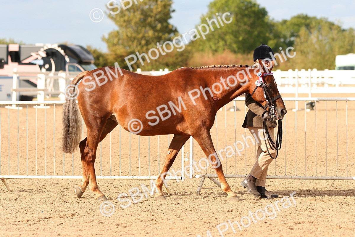 SBM_18343 - Class 318 - IH Part Bred Horse Pony