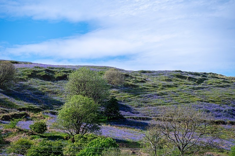 MF2_3268 - Donegal Town & Lough Eske