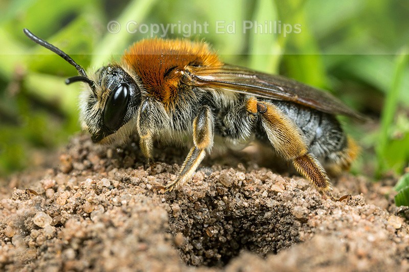 Andrena haemorrhoa (f)