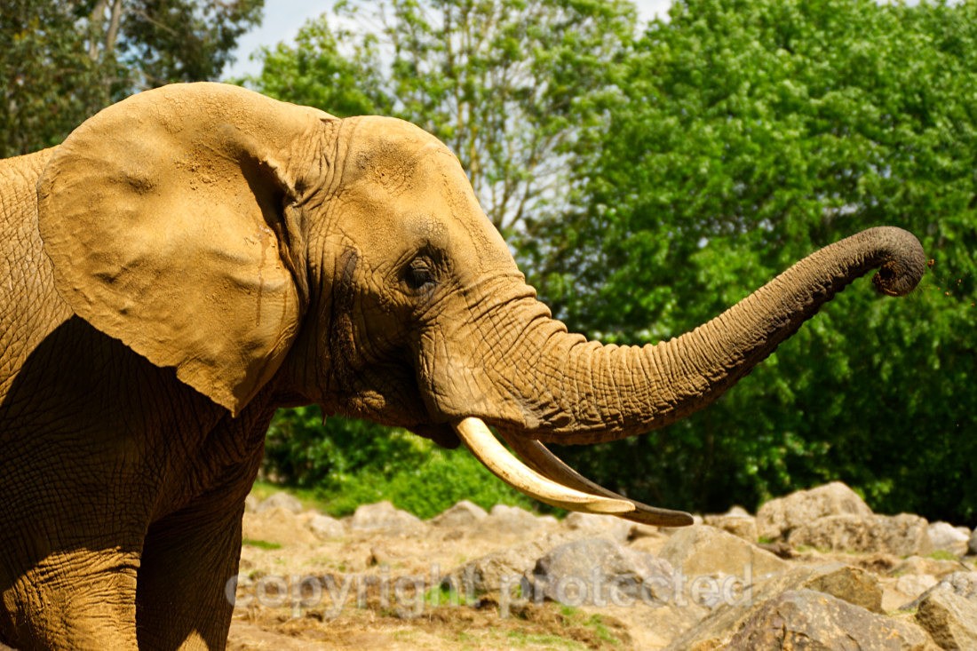 Opal - Wildlife Vets International