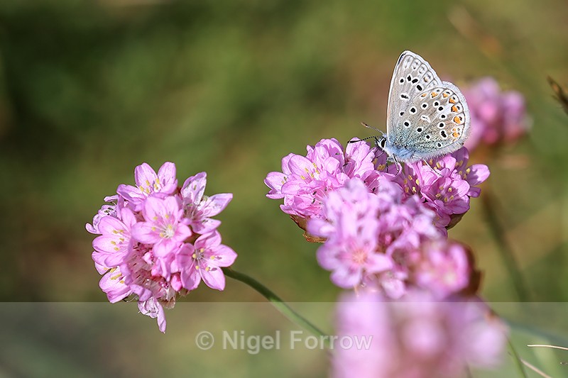 Common Blue (male) on Thrift, Morte Point, Devon, England - INSECTS