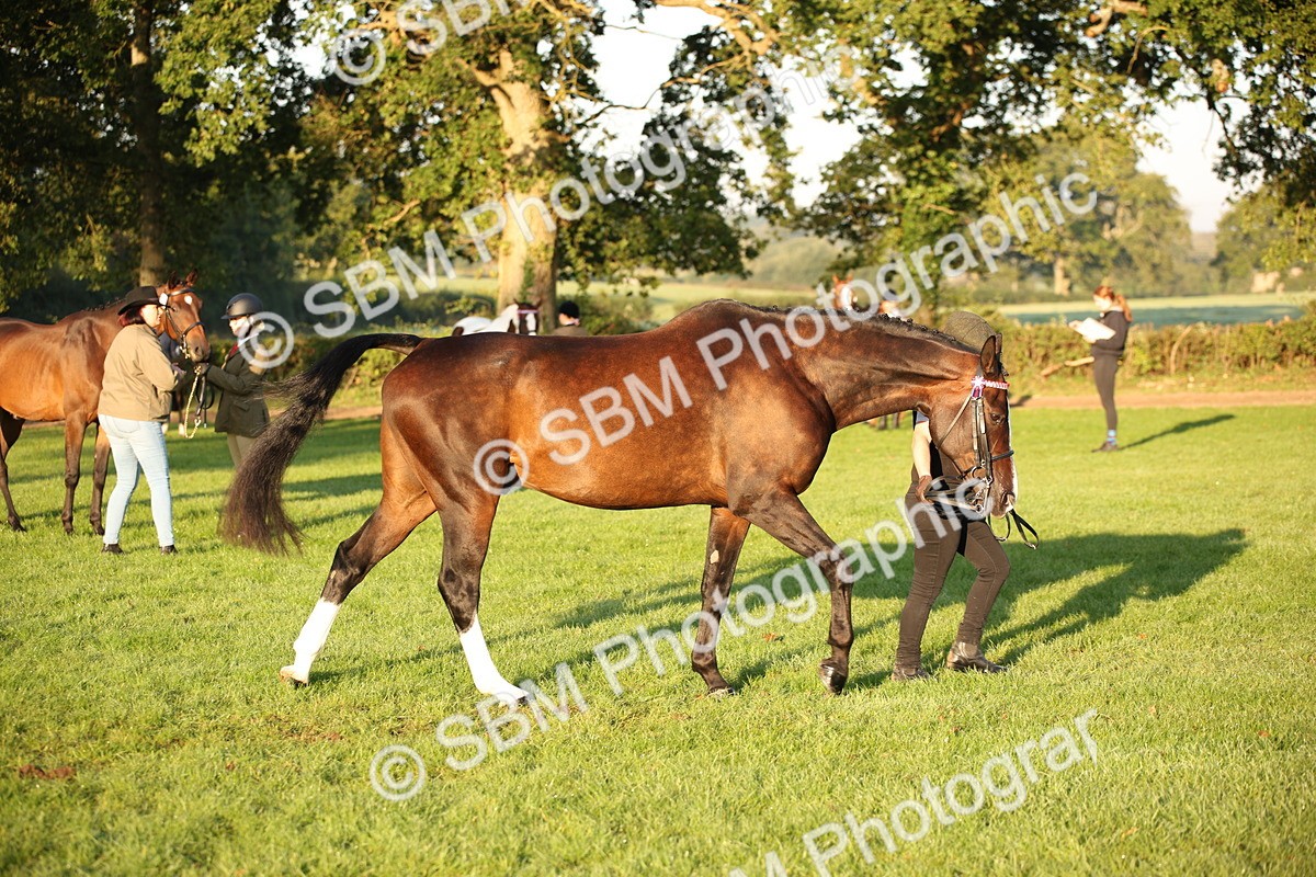 SBM_56862 - S49 - Riding Horse & Hack & Thoroughbred In Hand