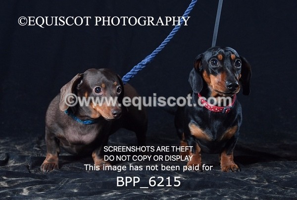 BPP_6215 - LESLEY GRANGER DOGS