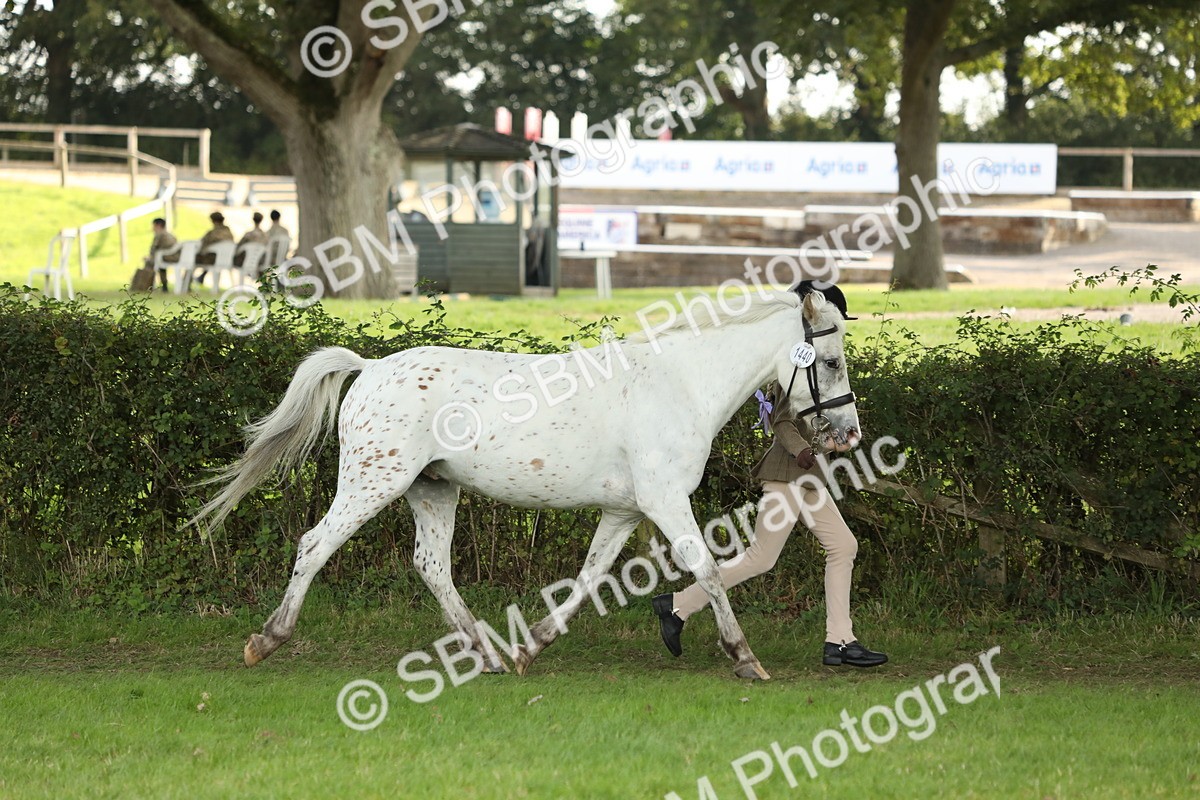 SBM_62745 - S46 - Mountain & Moorland In Hand Small Breeds