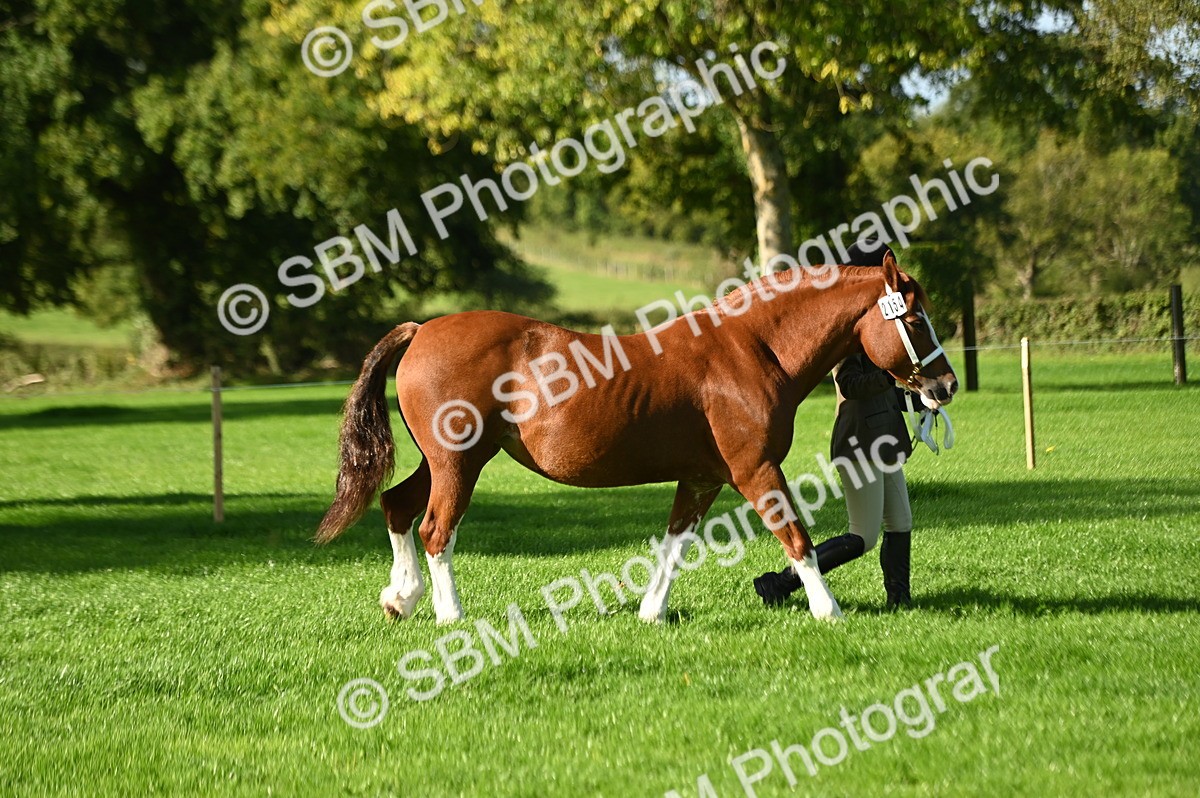 SBM_15833 - S1 - TSR in Hand Horse & Pony Showing