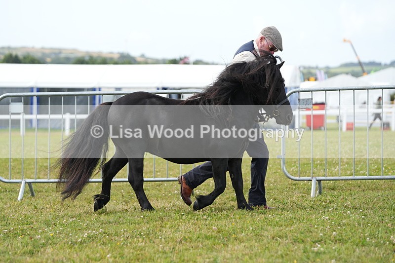 DSC05289 - Class 49: NPS Shetland 4 years and over