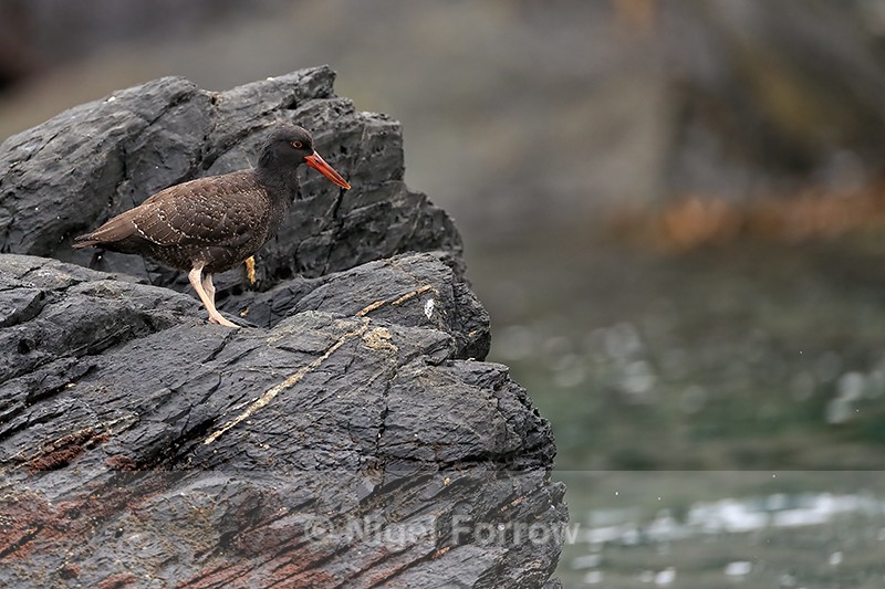 Blackish Oystercatcher (juvenile) side view, Chanaral Island, Chile - Blackish Oystercatcher