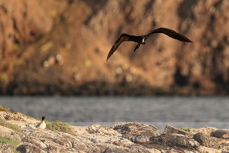 Magnificent Frigatebird overflies Swallow-Tailed Gull, South Plaza - Magnificent Frigatebird