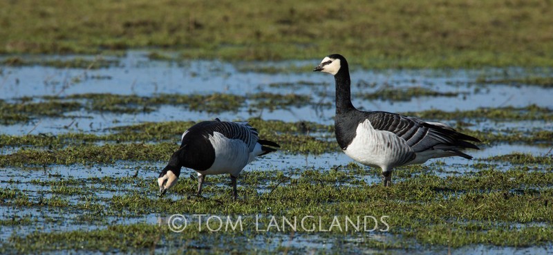Barnacle Geese - Swans and Geese