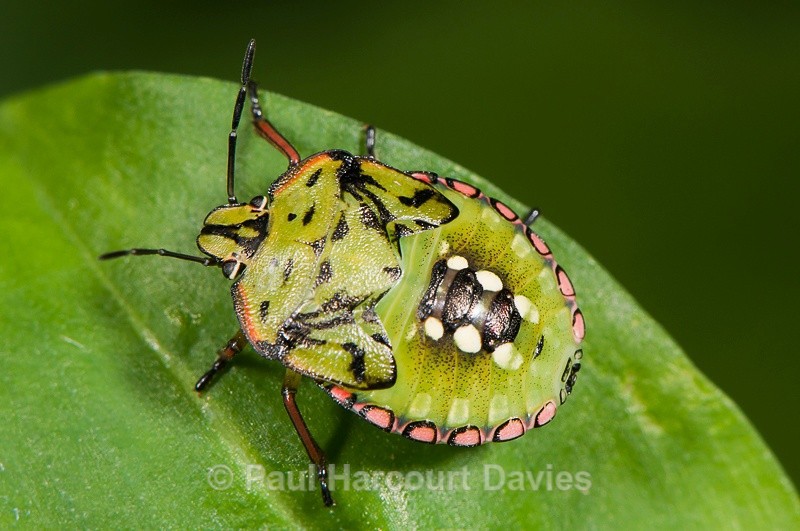  - Bugs: Macro insects