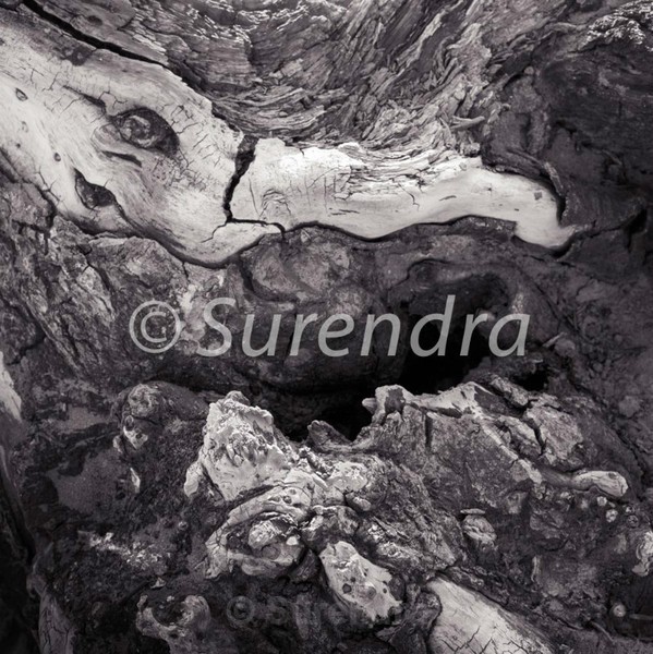 Bark # 18D - Bark Series 1 樹皮