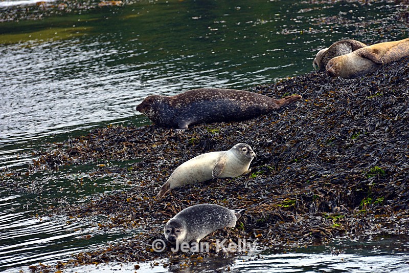 Seals on Loch Linnhe - DSC_9113_00062 - Sea Lions and Seals