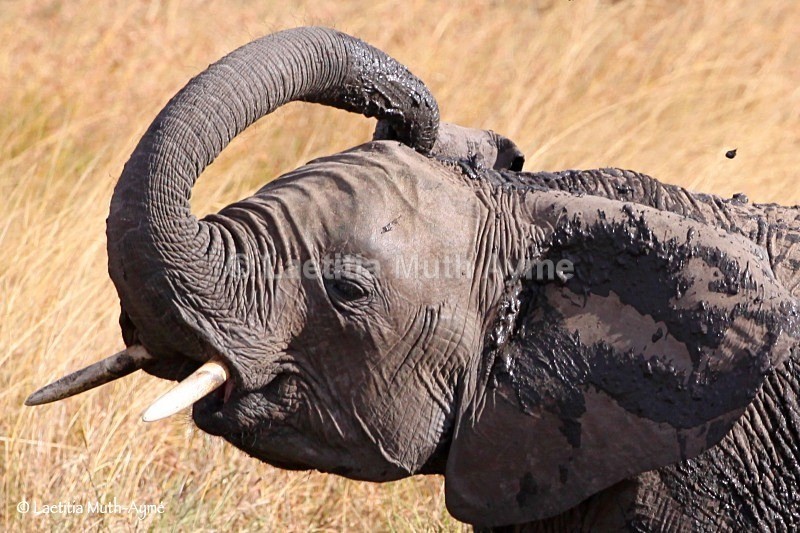 IMG_1196 Maasai Mara - Elephants