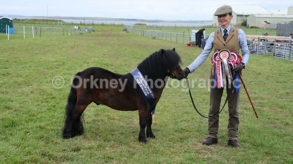 untitled-7240 - Shetland Pony Show