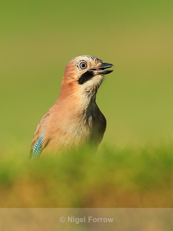 Jay swallowing a peanut, Worcestershire - Jay