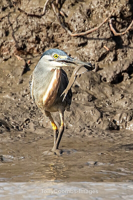 Striated Heron - The Gambia