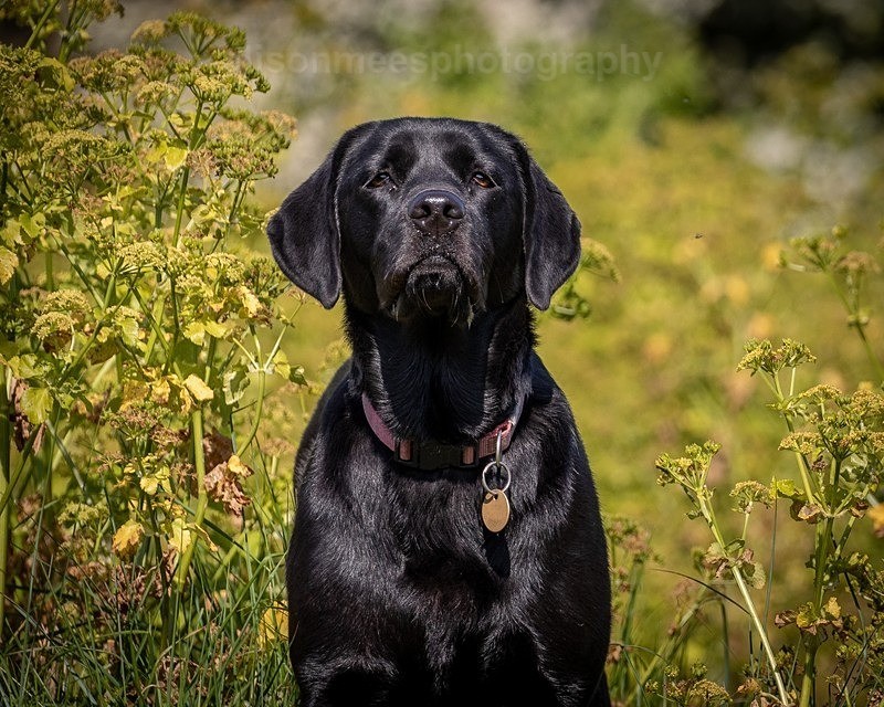  - Pet Photography