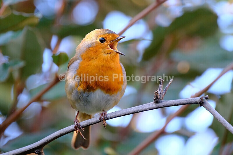  - Wildlife and Nature