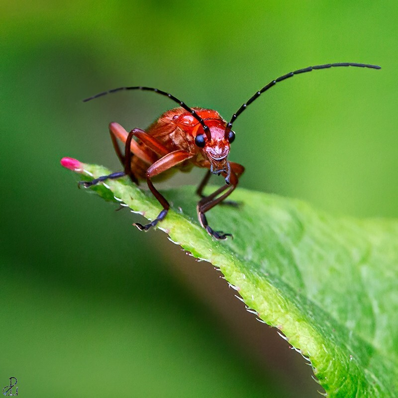 Devilish Soldier Beetle - Macro Nature