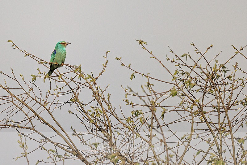 European Roller perched in tree, Montgai, Spain - European Roller
