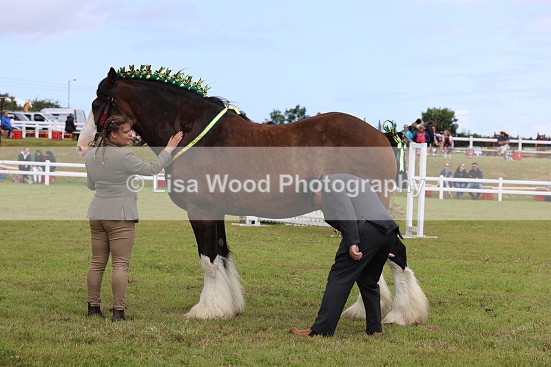 3E7A0735 - Class 7: Heavy Horse In Hand