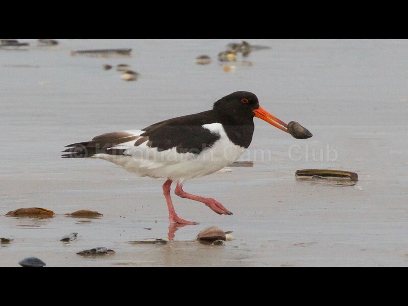 Oyster Catcher with shellfish - JACKIE HALLAM