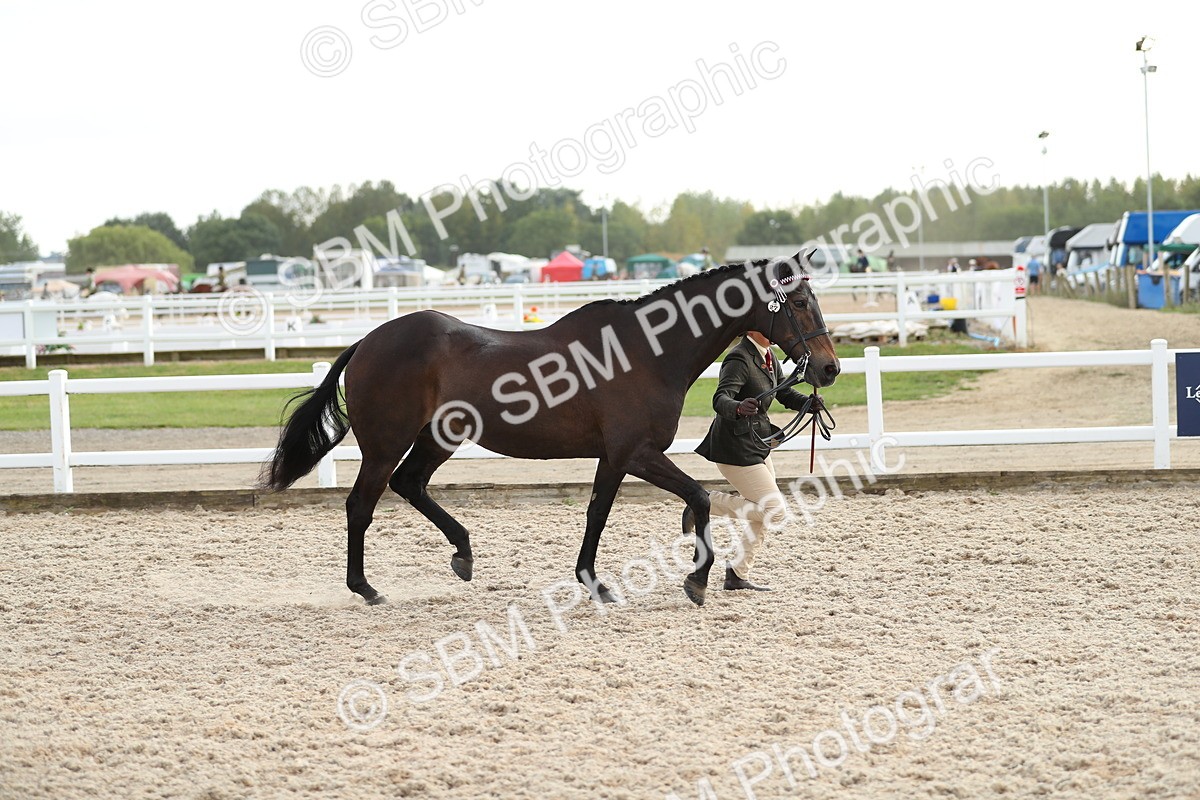 SBM_08531 - Class 28 - IH Veteran Horse