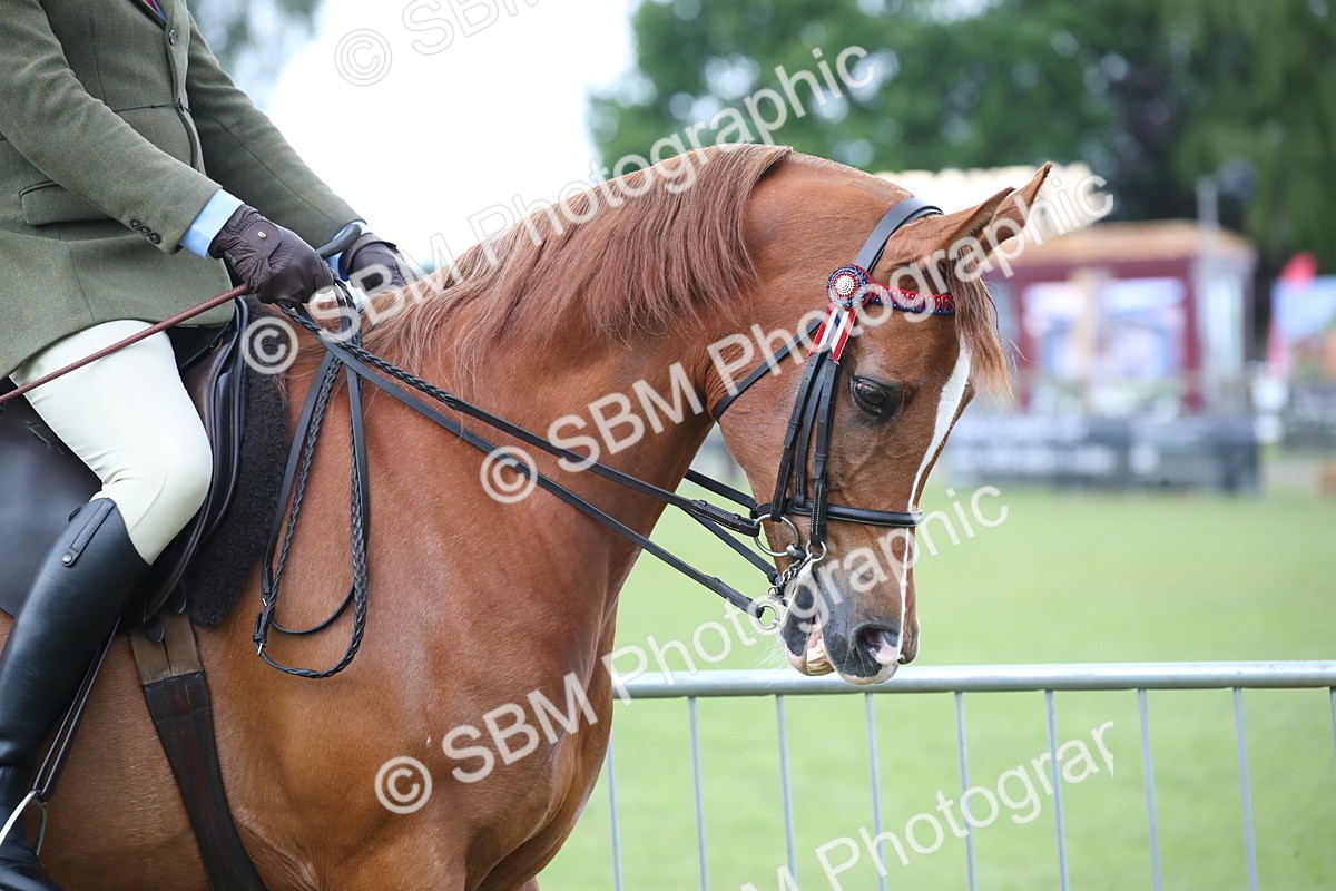 SBM_03595 - Class 21 - 22 - Ridden Arab and Part Bred/Anglo Arab