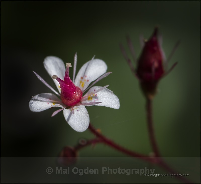 Saxifraga x Urbium - Flora & Fauna