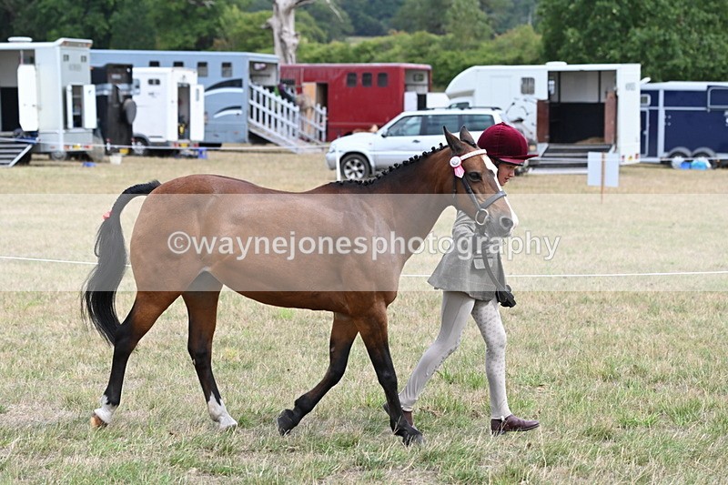 WJ6_5903 - Class 19 In-hand Veterans (Uploaded correct folder)