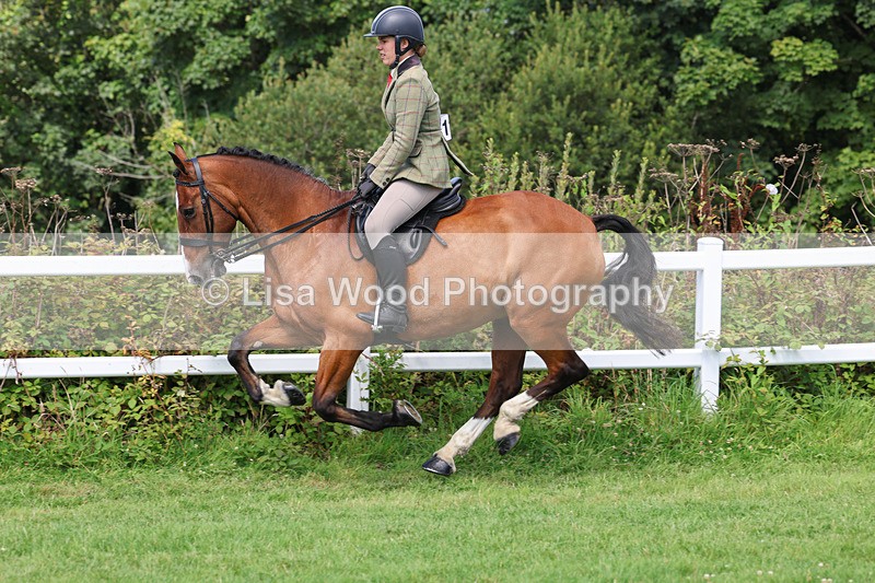 3E7A8719 - Class 5: Working Show Horse