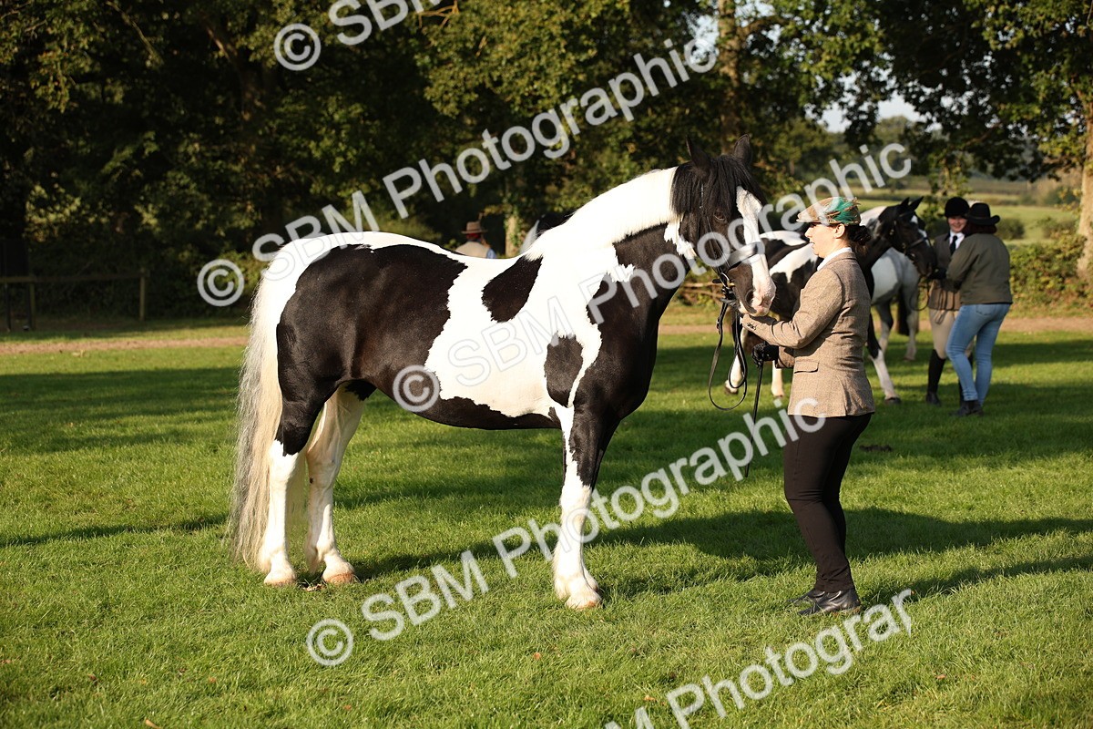 SBM_58739 - S51 - Piebald & Skewbald Horse In Hand