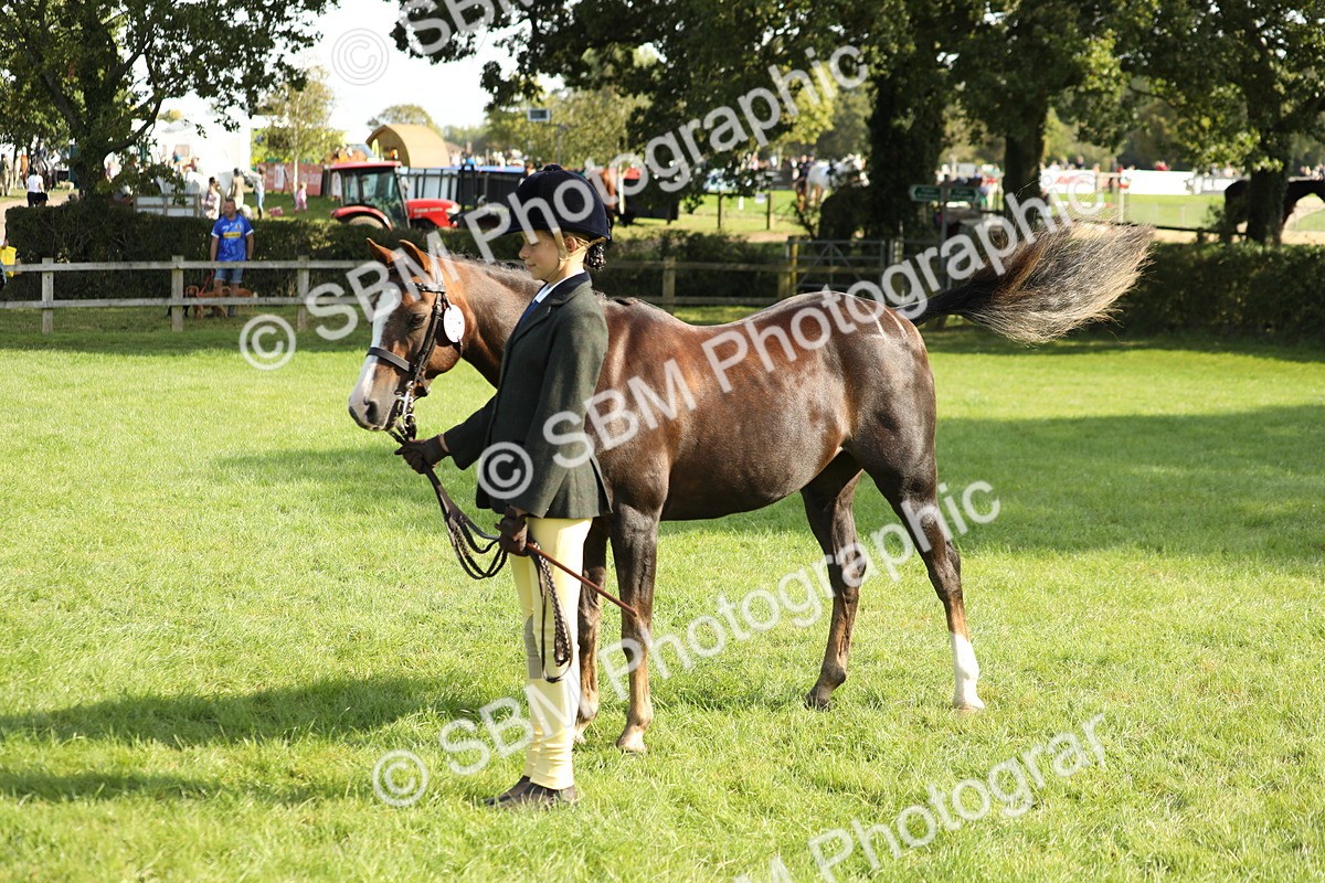 SBM_61051 - S44 - Part Bred Pony In hand
