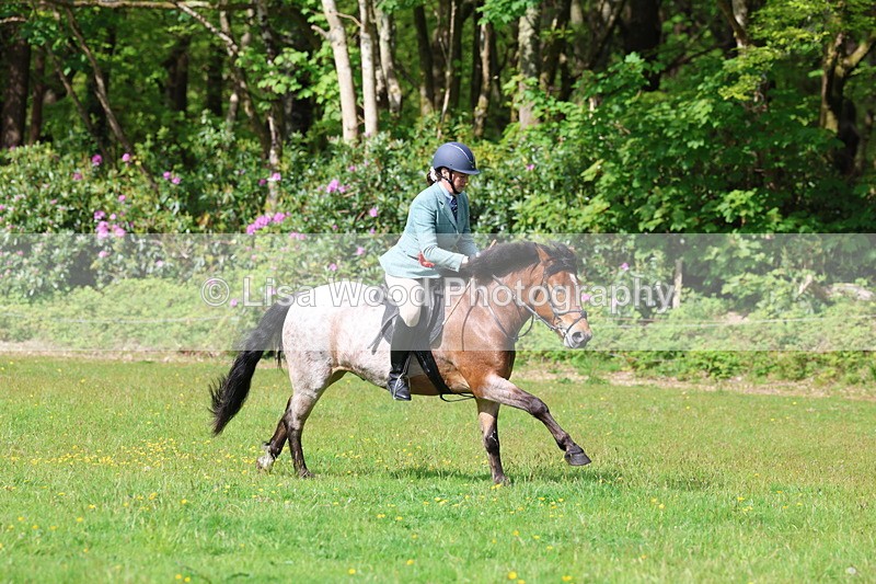 3E7A2663 - Working Hunter Championship